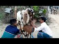 OMG😲 Super Speedy Goat Crossing  || Speedy Big Indian Breeder VS Small Goat breeding time.