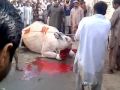 camel cutting video.3gp