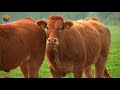 Caw #Cow Videos #Village Caw Red Cow, #Black Cow #গরু  #caw new video 2021
