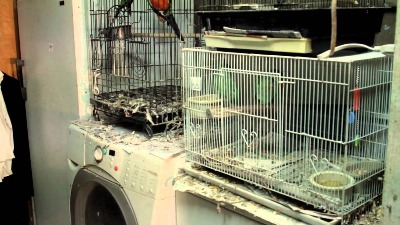 arc saves 140 birds from exotic bird mill in tn youtube arc saves 140 birds from exotic bird mill in tn youtube