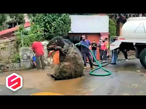 CACING BESAR ALASKA? Mahluk Ini Sempat Bikin Geger Warga Akibat Ukurannya Raksasa..