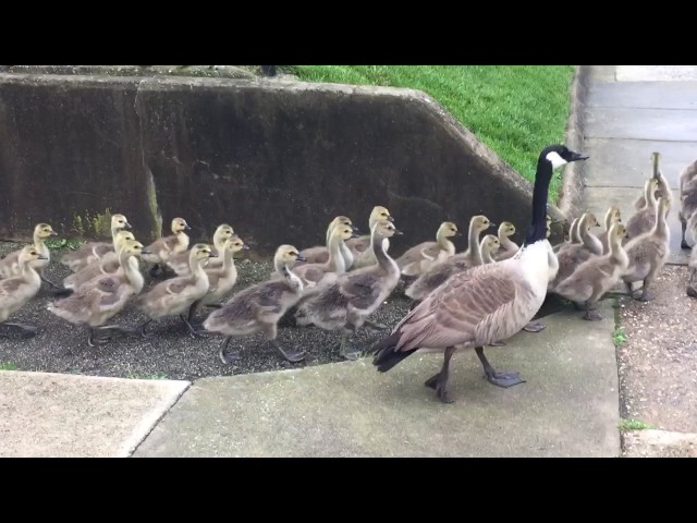 Biggest Mass of Baby Geese Geeslings Ever - Video