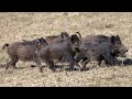 Many Boars  | Wild Pigs | Shikar | Hogs Family | Soor ka shikar.