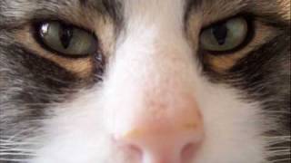 Watch Cats Im Going Home video