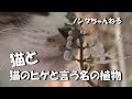 ネコと『ネコのひげ』と言う名の花 Cat's-whiskers✾