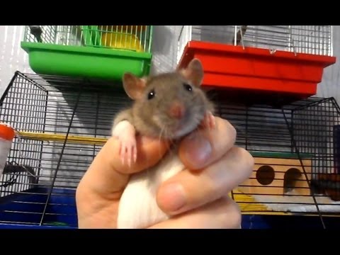 Игрушки крысе своими руками Игрушки крысе своими руками