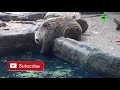 ANIMALS SAVING EACH OTHER