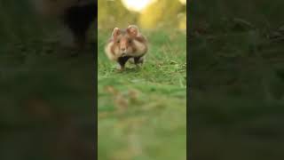 Hamster Running