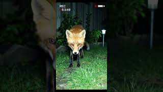 Fox Hand Sign Ai