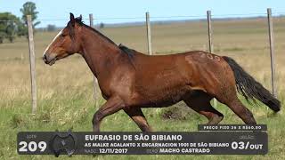 LOTE 209 - CAVALO CRIOULO (MACHOS) - LEILÃO SÃO BIBIANO 2021