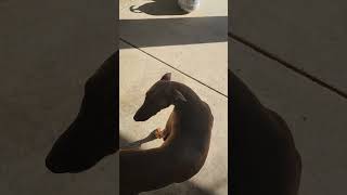 The Funniest Cats Videos Of The May 2024
