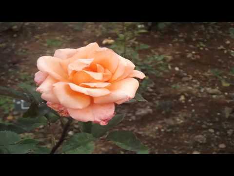 Raag Barwa Dr Vasantrao Deshpande
