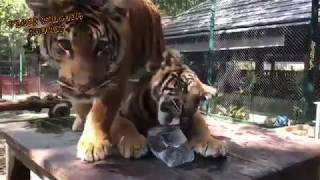 Tiger Cubs Enjoying an Ice Cube - Summertime at Tiger Kingdom Phuket!