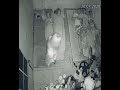 Bete Moj Kardi | Sleepy Girl caught doing weird at night | CCTV Footage of a Girl at night