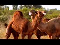 Funny Talking Animals - Walk On The Wild Side - Episode Two Preview - BBC One