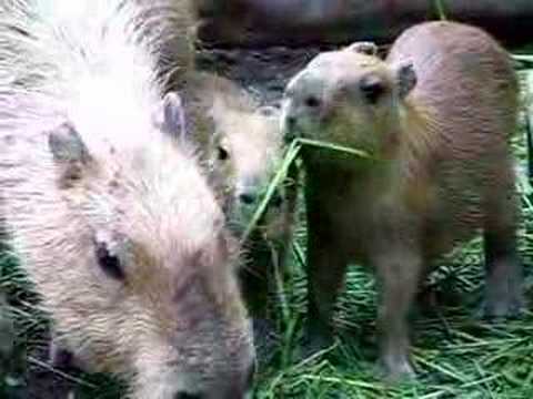 The Next Capybara's　Grass