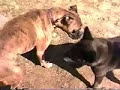 Bad Dog Fight Attacks Maggie