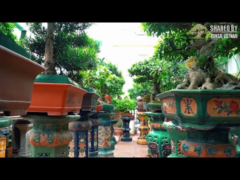 Vườn cây cảnh trên cao của anh Lưu Quốc Long, Tây Mỗ, Hà Nội