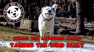 Labrador Cross "Buddy" | Off Leash Training | Best Toronto Dog Trainer