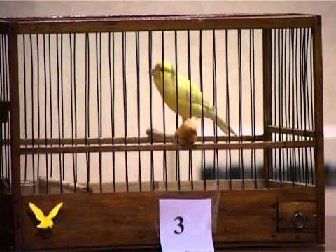 Конкурс канареек Конкурс канареек