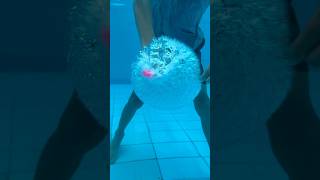 Popping Balloon Under Water In Slow Motion
