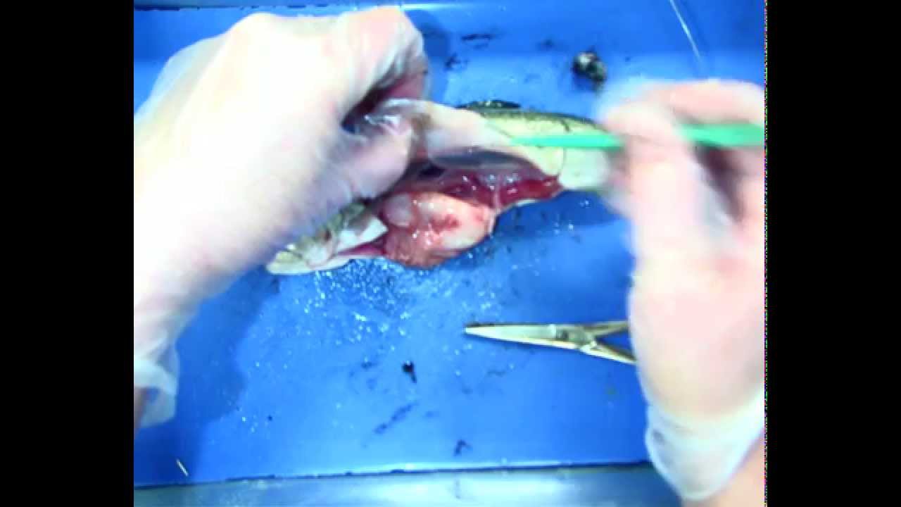 Fish Dissection Part 1 Male Rainbow Trout - YouTube