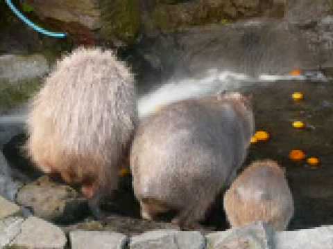 カピバラさん　いい湯だな