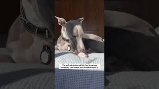 Kev The Whip For The Whippet Owners