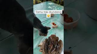 Baron Minta Ikan