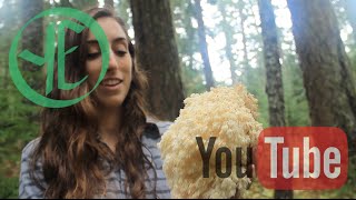 Bear's Head - Hericium abietis (Lion's Mane)