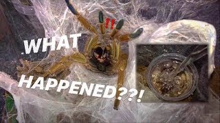 What Happened To Watering My Tarantulas ?