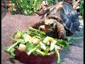 Title:Sheldon the Turtle Description:song for Real Radio's Shannon Burke Show about Shannon's turtle Sheldon