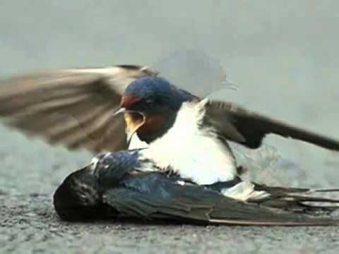 A True Love Story Of Birds that Shocked the World...By SAQIB...