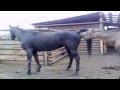 Funny Animal - Horse Mating Close Up 2015