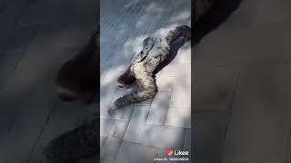 Nomalum Maxluq