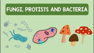 Fungi, Protists And Bacteria Biology Animation