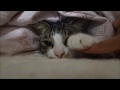 おふとんでおねぼう猫　Cat doze in the futon