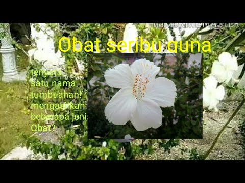 Berkhasiat || bunga kembang sepatu putih, Obat herbal ,sakit panas dalam,sariawan,bibir pecah-pecah.