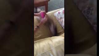 Cat Vs. Whoopee Cushion