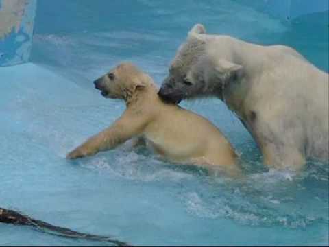 まだダメ！　（札幌円山動物園のホッキョクグマの赤ちゃん）