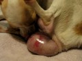 AMAZING BIRTH - Toy Chihuahua (Teacup Chiwawa)