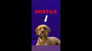 Témoins Hostiles