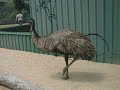 Maria stalking Beep Beep our pet Emu CIMG3076