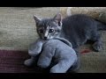 Funny Cats Compilation - Funny Cat Videos Ever- Funny Videos - Funny Animals Funny Animal Videos 11