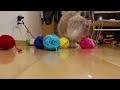 糸と猫（POP）Yarn and cats PDS