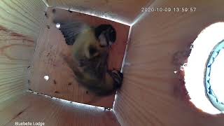Boisterous Blue Tits Battle for Bird Box | WiFi Bird Box Camera