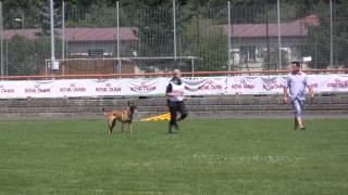Cacit 2014 - Abby Ostraryka - Obedience 88