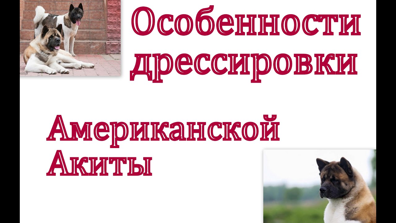 Содержание акиты в домашних условиях