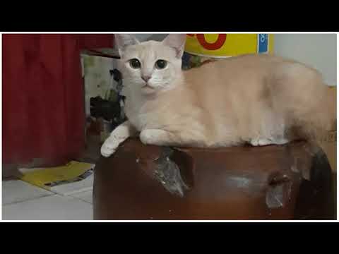 KIMI TALKING KITTY|HUMAN SPEAK WITH A CAT