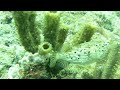 Lionfish, Baloonfish, Gray Angel.m4v